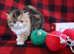 Christmas Kittens - Exotic Kitten For Sale - Mount Marion, NY, US