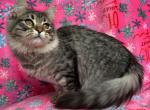 Siberian Forest Girl - Siberian Kitten For Sale - 