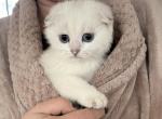 Bebi - Scottish Fold Kitten For Sale - Bergenfield, NJ, US