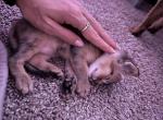 3 Kittens - Abyssinian Kitten For Sale - 