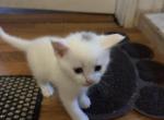 snow - American Shorthair Kitten For Sale - 