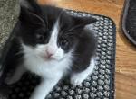 Ghost - American Shorthair Kitten For Sale - Maywood, NJ, US