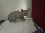 Tom - Sphynx Kitten For Sale - 