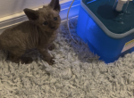 wendy - Devon Rex Kitten For Sale - 