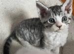 smokey - Devon Rex Kitten For Sale - Maywood, NJ, US