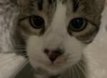 Marbles - Domestic Kitten For Sale - 