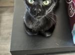 Emerald - Domestic Cat For Sale - 