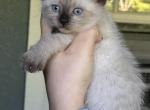 Chocolate point siamese kittens - Siamese Kitten For Sale - Orlando, FL, US