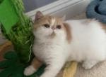 Zhen Dou - European Shorthair Cat For Sale - 