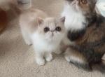 Yan Dou - Exotic Kitten For Sale - 