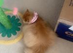 Mai Dou - Exotic Cat For Sale - 