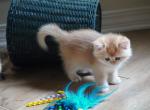 Mina - Scottish Straight Kitten For Sale - Pensacola, FL, US