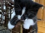 PIXIE - Domestic Kitten For Sale - 