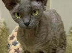 Trinty - Devon Rex Cat For Sale/Retired Breeding - Fleetwood, NC, US