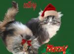 Cfa persian kittens for reserve - Persian Kitten For Sale - Woodburn, IN, US