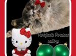 Cfa blue cream persian girl kitten - Persian Kitten For Sale - Woodburn, IN, US