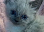 Female pink collar - Ragdoll Kitten For Sale - 