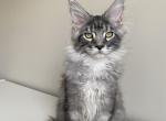 Consul - Maine Coon Kitten For Sale - 