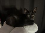 Binx and onix - Domestic Kitten For Sale - Romeoville, IL, US