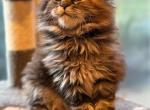 Dora - Maine Coon Kitten For Sale - 