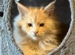 Dodger - Maine Coon Kitten For Sale - 