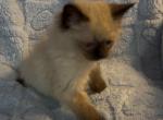 Male brown collar - Ragdoll Kitten For Sale - 