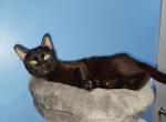 Bagheera - Bengal Cat For Sale/Retired Breeding - 