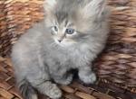 Nelli - Siberian Kitten For Sale - North Port, FL, US