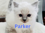 Xmas kittens 3 - Ragdoll Kitten For Sale - Mount Joy, PA, US