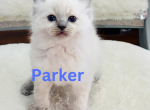 Xmas kittens 3 - Ragdoll Kitten For Sale - Mount Joy, PA, US