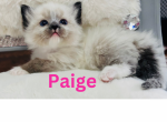 Xmas Kittens 4 - Ragdoll Kitten For Sale - Mount Joy, PA, US