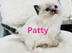 Xmas Kittens 5 - Ragdoll Kitten For Sale - Mount Joy, PA, US