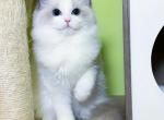 R047 - Ragdoll Kitten For Sale - 