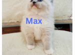 Max - Ragdoll Kitten For Sale - Mount Joy, PA, US