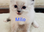 Milo - Ragdoll Kitten For Sale - Mount Joy, PA, US