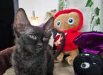 Vanta Male SphynxRex kitten - Devon Rex Kitten For Sale - Boston, MA, US