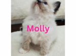 Molly - Ragdoll Kitten For Sale - Mount Joy, PA, US