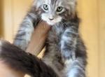 Samuel - Maine Coon Kitten For Sale - FL, US