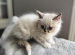 Farrah - Ragdoll Kitten For Sale - WI, US