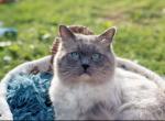 STUD SERVICE 2 - Ragdoll Cat For Sale - Mount Joy, PA, US