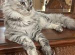 2 sisters Maine Coons - Maine Coon Kitten For Sale - 