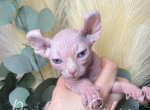 Charlie - Sphynx Kitten For Sale - 