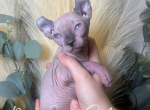 Leo - Sphynx Kitten For Sale - 