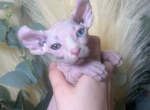 Zoey - Sphynx Kitten For Sale - 