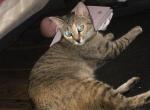 Misty - Domestic Cat For Sale - 