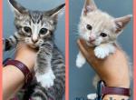 Kittens - American Shorthair Kitten For Sale - Leominster, MA, US