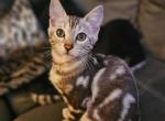 Male marble Bengal - Bengal Kitten For Sale - Ada, OH, US