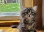 Purebred Maine Coon Kittens - Maine Coon Kitten For Sale - Blaine, WA, US