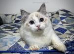 Agrippa - Ragdoll Kitten For Sale - Tuscaloosa, AL, US