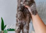 Chuy - Scottish Straight Kitten For Sale - Apple Valley, CA, US